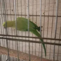 طوطی ماده|پرنده|شوش, |دیوار