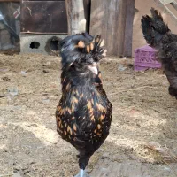 مرغ لهستانی