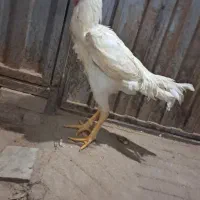 خروس لاری|حیوانات مزرعه|میبد, |دیوار