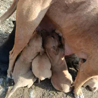 توله پیتبول