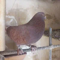 کفتر پرشی اصیل|پرنده|هشتگرد, شهرک گلها|دیوار