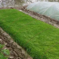 توم بیجار هاشمی