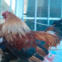 خروس