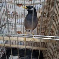 مرغ مینا سخنگو