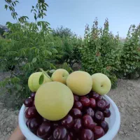 باغچه-350-با-سهمیه-آب