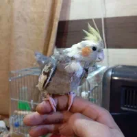 عروس هلندی فروش یا معاوضه|پرنده|شهرکرد, |دیوار