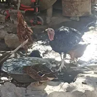 بوقلمون نر دوساله|حیوانات مزرعه|صومای برادوست, |دیوار