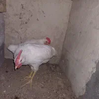 خروس