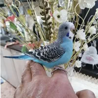 ۴مرغ عشق جوانه دستی فنج مینا کفتر عروس|پرنده|مشهد, کوی سیدی|دیوار