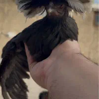 مرغ لهستانی|حیوانات مزرعه|لنجان, |دیوار