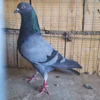 کفتر پرشی ومسافتی|پرنده|قم, هنرستان|دیوار