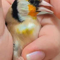 سهره چهارگل کراواتی سره