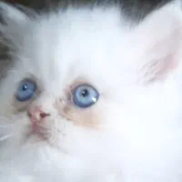 پرشین دالفیس ۲ ماهه