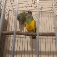 جفت سنگال