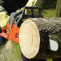 خرید فروش چوب از باغات وخانه های کلنگی|خدمات باغبانی و درختکاری|مرند, |دیوار