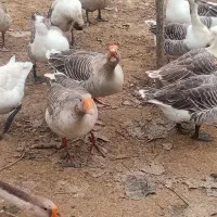 تعدادی غازچاق وسالم|حیوانات مزرعه|سنگر, |دیوار