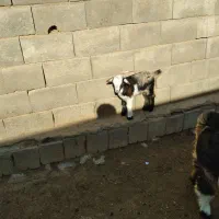 فروش بز و بزغاله