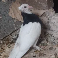 چون پول لازم هستم میفروشم