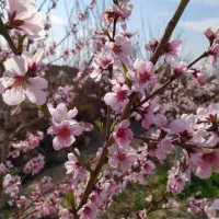 باغچه 650 متری ماهدشت فروش فوری|فروش زمین و ملک کلنگی|ماهدشت, |دیوار