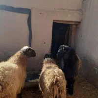 بره گوشتی اعلا