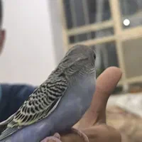 چند مرغ عشق دستی بفروش میرسد