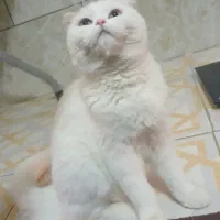 اسکاتیش سفید چشم آبی|گربه|کرمان, |دیوار