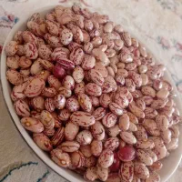 لوبیا چیتی