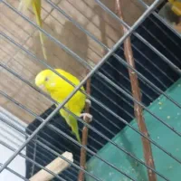 مرغ عشق دستی و جفت تمام زرد چشم شرابی|پرنده|راین, |دیوار