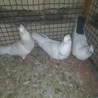 فروش 4عدد طوقی و یک عدد دمبی|پرنده|لامرد, |دیوار