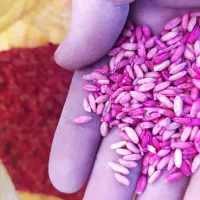 گندم بذر|خدمات باغبانی و درختکاری|دهگلان, |دیوار