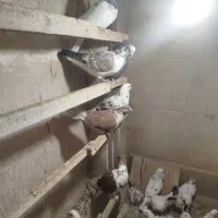 کفتر یا کبوتر پرشی|پرنده|اسلام‌شهر, شهرک امام حسین (میان آباد)|دیوار