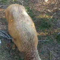 سلام نره بره  های تخمی برای داشتی  کبود|حیوانات مزرعه|رامیان, |دیوار