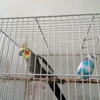 عروس هلندی