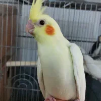 حراج عروس هلندی ۴ماهه همگی رام و دستی