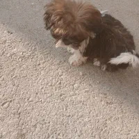 سگ کوچولو بامزه|سگ|ملایر, |دیوار