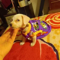 شی وا وا|سگ|شیراز, شهرک مهرگان|دیوار