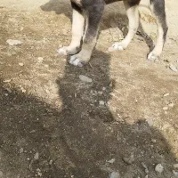 توله سگ عراقی