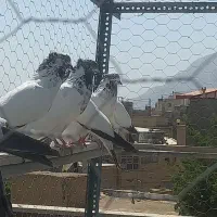 ۹ تا کله دم سبز همه کاکلی پرشی