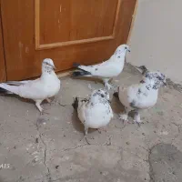 کبوتر پر