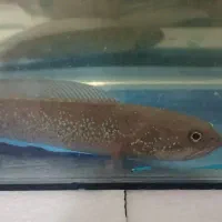 ماهی چانا اسیاتیکا رد.