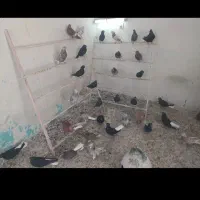 کفتر دم سیاه