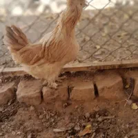 مرغ کوشین|حیوانات مزرعه|مهریز, |دیوار