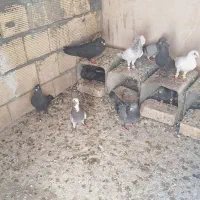 کبوتر نقشی و پرشی