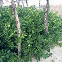 نهال درخت مرکبات سیاه درخت|خدمات باغبانی و درختکاری|شیراز, بید زرد|دیوار