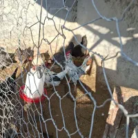 مرغ و خلنگ گلین|حیوانات مزرعه|فسارود, |دیوار