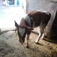 گاو گوساله سیمینتال|حیوانات مزرعه|سنقر, |دیوار