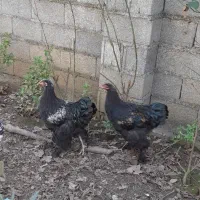 نیمچه خروس برهما|حیوانات مزرعه|طاهرگوراب, |دیوار