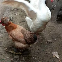 قوغاز