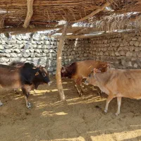 فروش ۶ راس گاو و گوساله نر|حیوانات مزرعه|لامرد, |دیوار