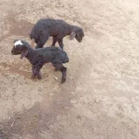 2عدد بره شیری نر